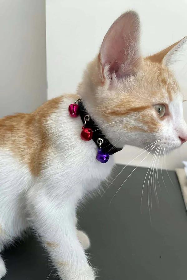 Cat Collar with Safety Bells - Adjustable Faux Leather for Kittens