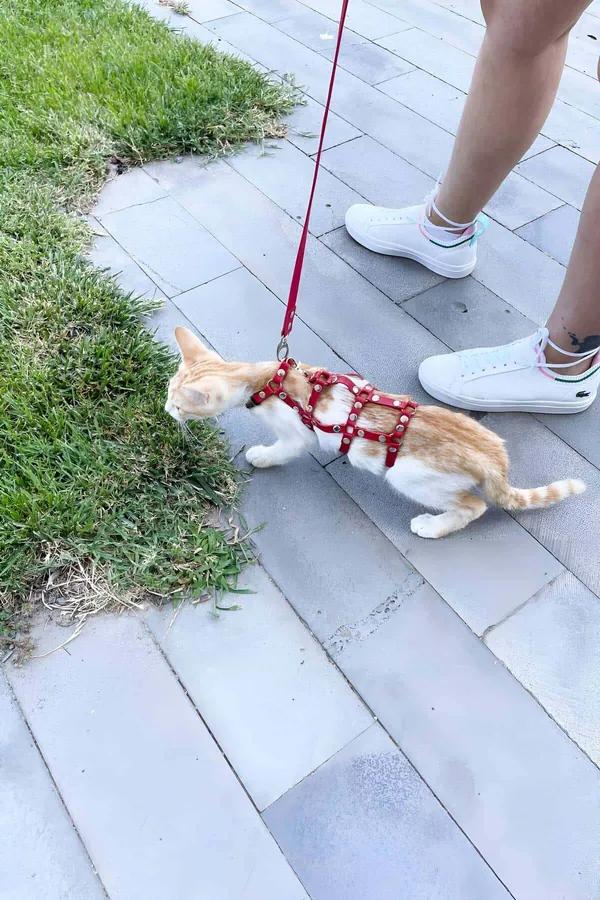 Cat Harness Adjustable Escape-Proof Red Faux Leather