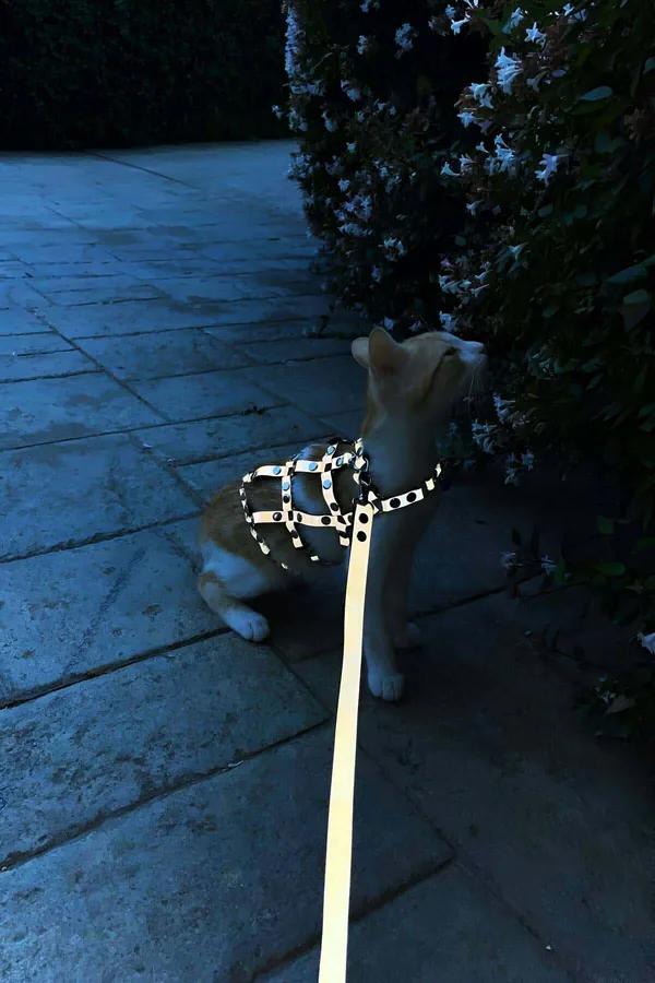 Reflective Chest & Back Harness with Studs and Leash