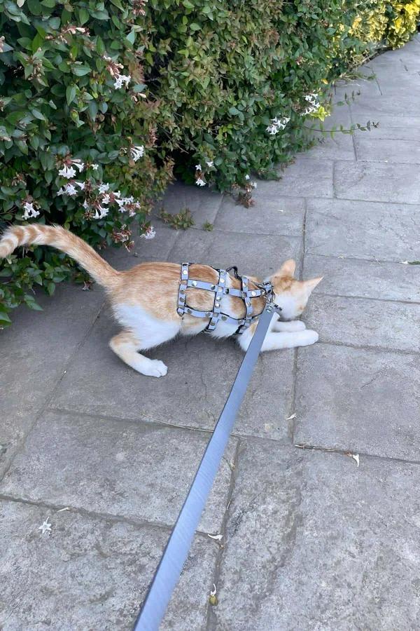 Reflective Chest & Back Harness with Studs and Leash