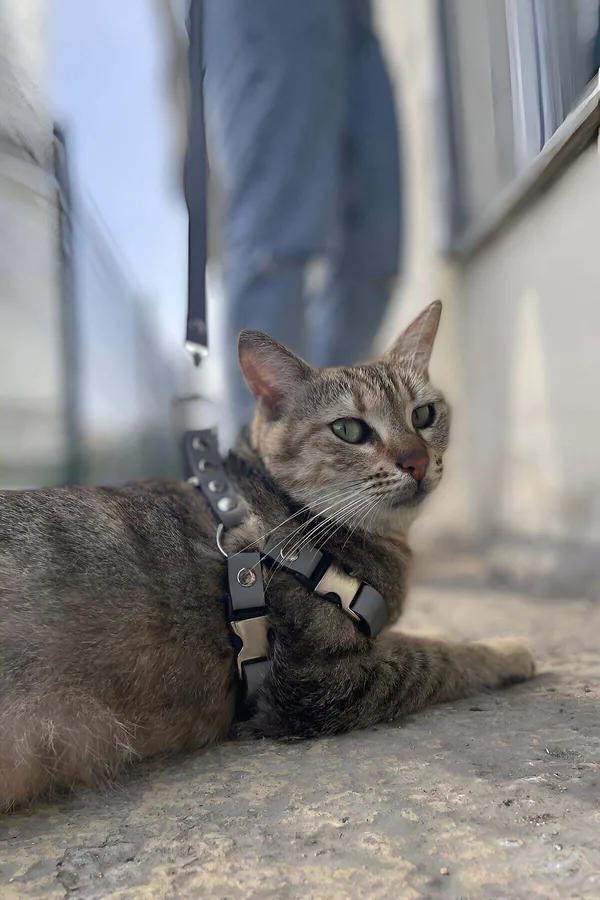 Reflective black cat harness with dual-safety buckles on a tabby cat, silver D-ring and nylon straps visible