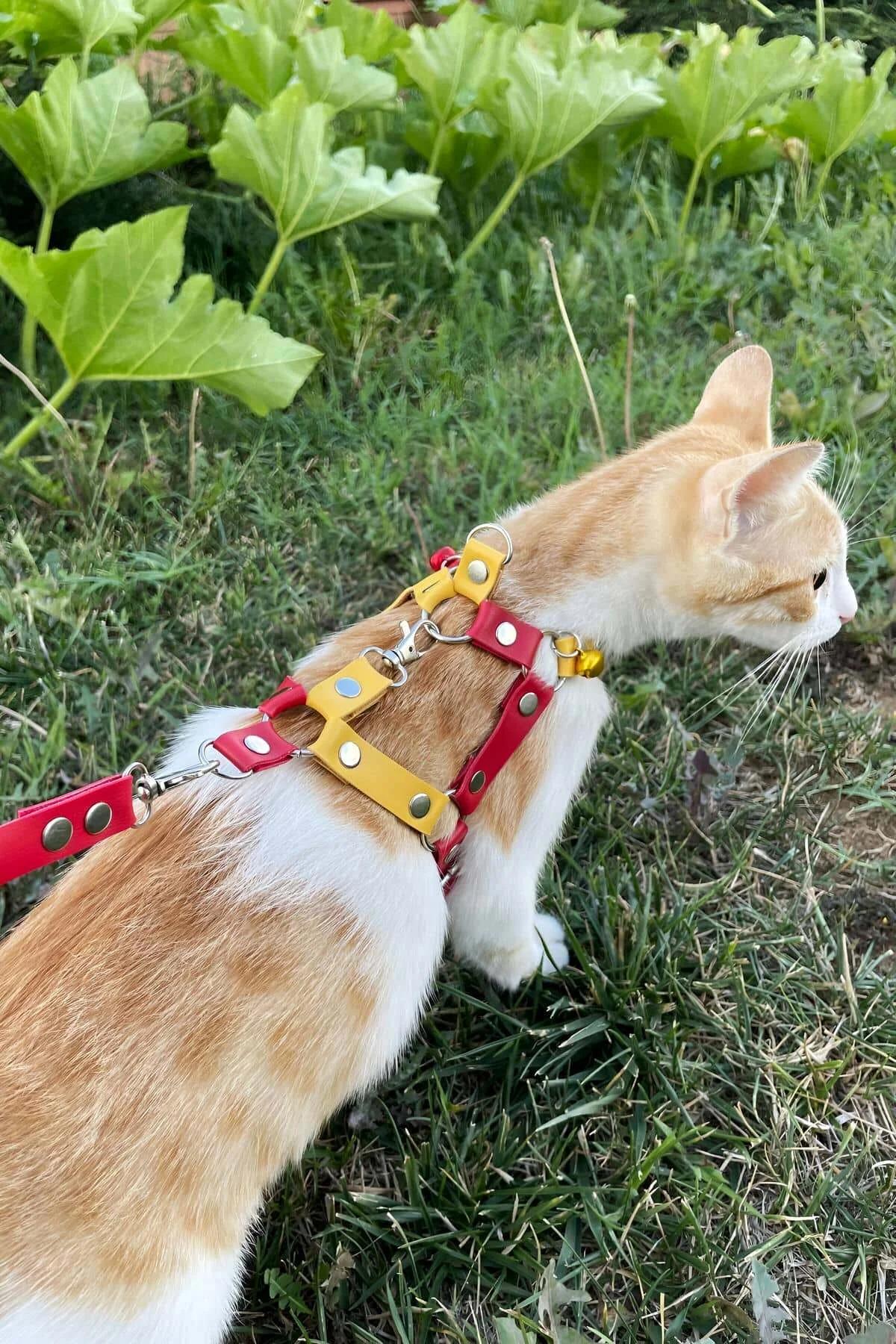 Gold bell accent on yellow center panel of red cat chest harness worn by orange tabby