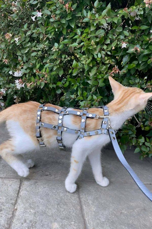 gri suni deri kedi harness gümüş metal perçinli ayarlanabilir yürüyüş tasması