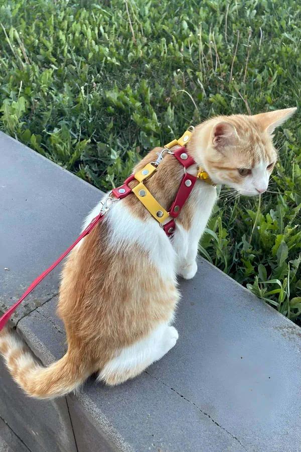 kırmızı sarı suni deri kedi harness tasması gümüş metal toka ve altın zil ile turuncu beyaz kedi üzerinde